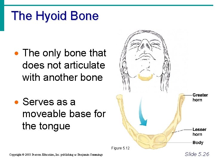 The Hyoid Bone · The only bone that does not articulate with another bone