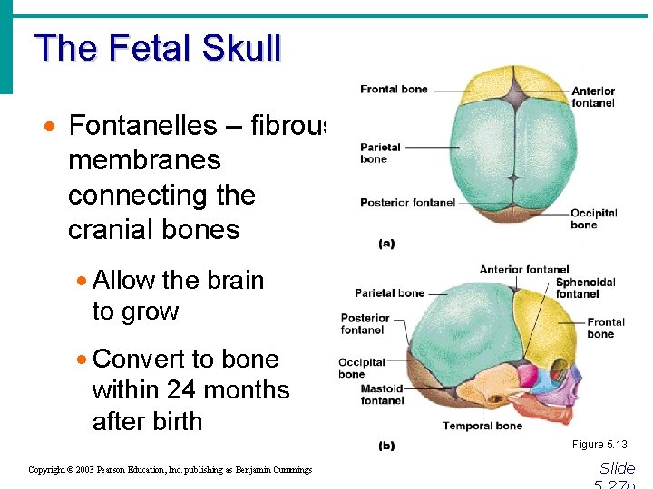 The Fetal Skull · Fontanelles – fibrous membranes connecting the cranial bones · Allow