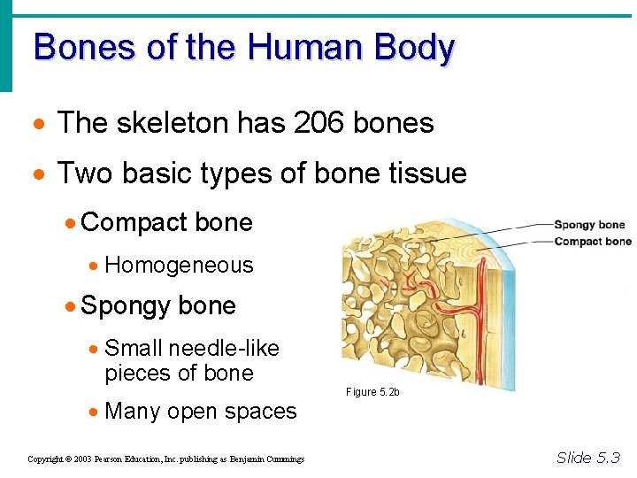 Bones of the Human Body · The skeleton has 206 bones · Two basic