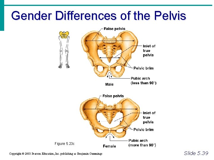 Gender Differences of the Pelvis Figure 5. 23 c Copyright © 2003 Pearson Education,