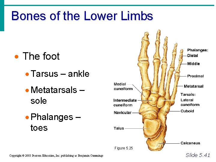 Bones of the Lower Limbs · The foot · Tarsus – ankle · Metatarsals