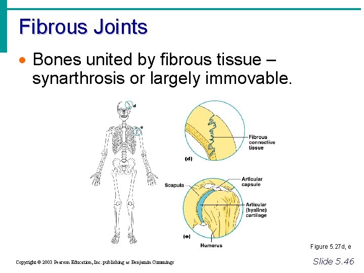 Fibrous Joints · Bones united by fibrous tissue – synarthrosis or largely immovable. Figure