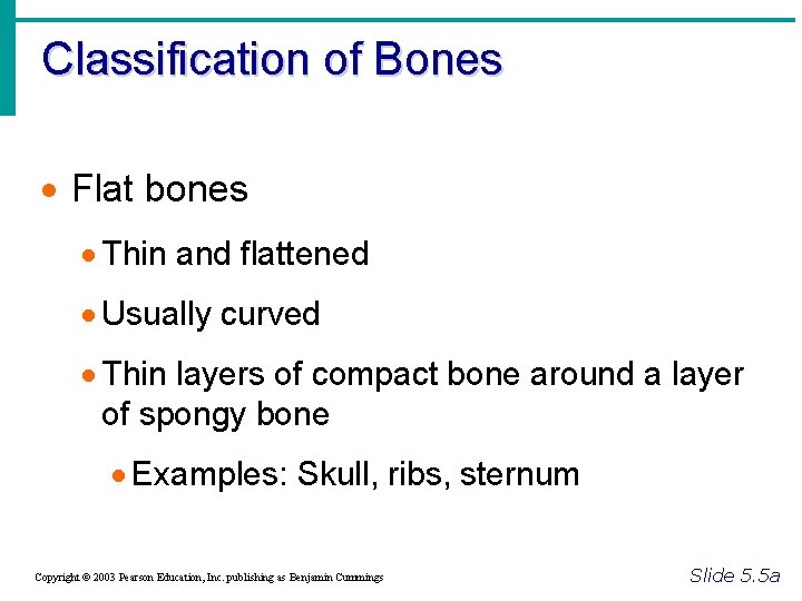 Classification of Bones · Flat bones · Thin and flattened · Usually curved ·