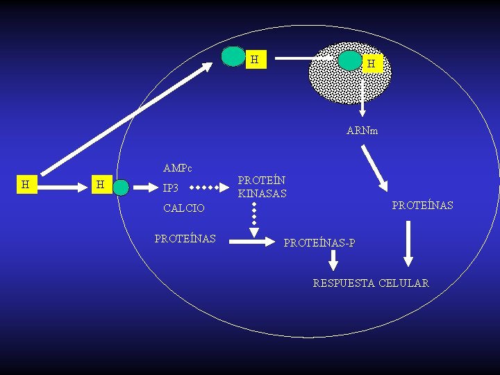 H H ARNm AMPc H H IP 3 PROTEÍN KINASAS PROTEÍNAS CALCIO PROTEÍNAS-P RESPUESTA