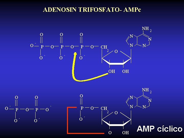 ADENOSIN TRIFOSFATO- AMPc O O - O P O NH 2 O - N