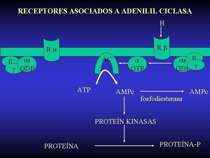 RECEPTORES ASOCIADOS A ADENILIL CICLASA H R R AC i GDP ATP GTP AMPc