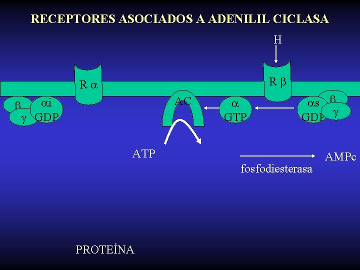 RECEPTORES ASOCIADOS A ADENILIL CICLASA H R R AC i GDP GTP s GDP