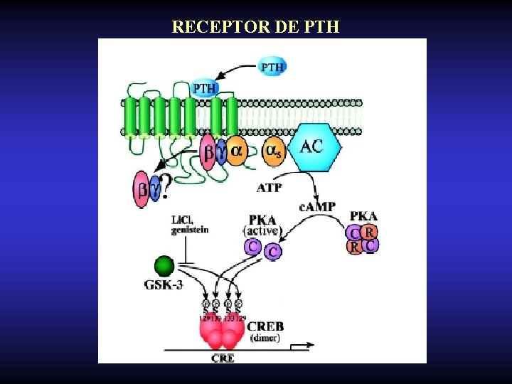 RECEPTOR DE PTH 