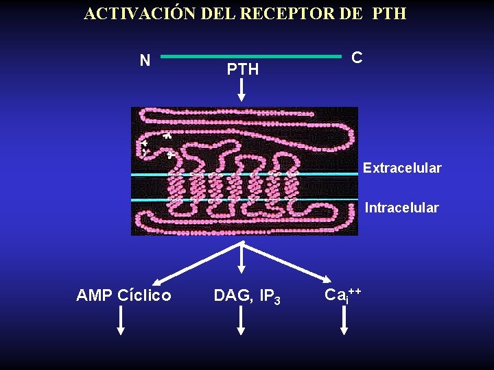 ACTIVACIÓN DEL RECEPTOR DE PTH N PTH C Extracelular Intracelular AMP Cíclico DAG, IP
