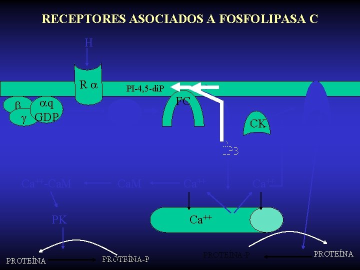 RECEPTORES ASOCIADOS A FOSFOLIPASA C H R q GDP DAG PI-4, 5 -di. P