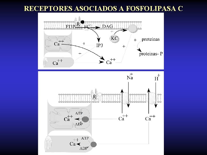 RECEPTORES ASOCIADOS A FOSFOLIPASA C 