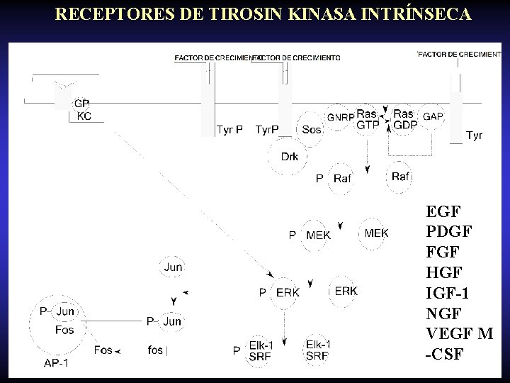 RECEPTORES DE TIROSIN KINASA INTRÍNSECA EGF PDGF FGF HGF IGF-1 NGF VEGF M -CSF