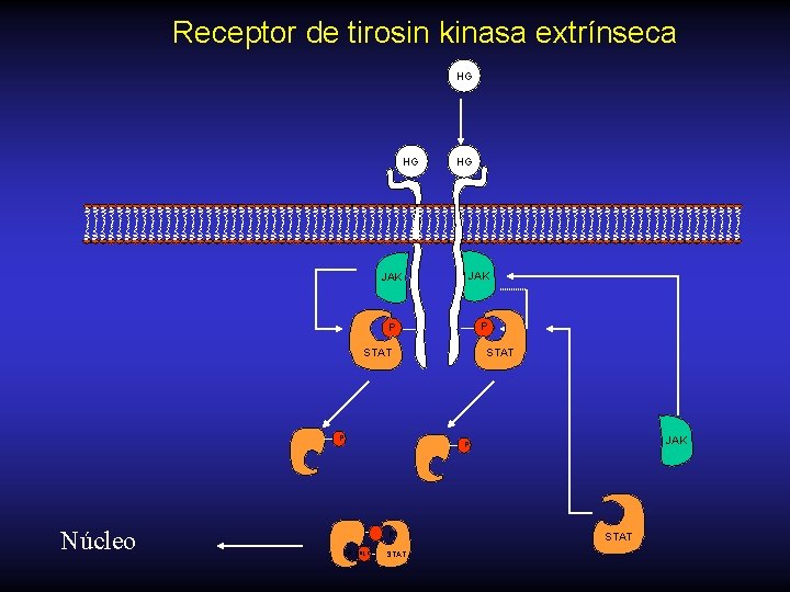 Receptor de tirosin kinasa extrínseca HG HG JAK P P STAT P P stad