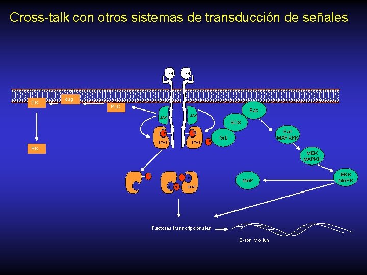 Cross-talk con otros sistemas de transducción de señales HG CK HG dag PLC Ras