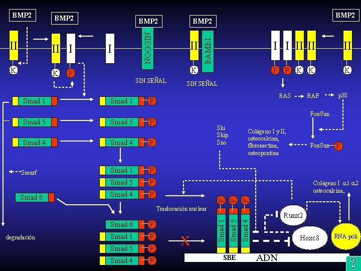 II II I K K BMP 2 I II K P SIN SEÑAL Smad