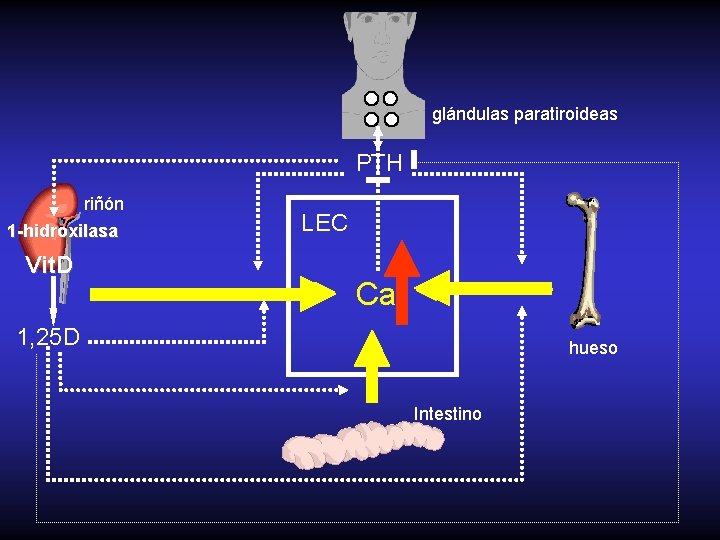 glándulas paratiroideas PTH riñón 1 -hidroxilasa Vit. D LEC Ca 1, 25 D hueso