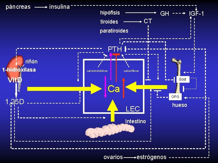 páncreas insulina hipófisis GH IGF-1 CT tiroides paratiroides PTH riñón 1 -hidroxilasa Vit. D