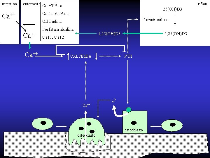 intestino enterocito Ca ATPasa riñon 25(OH)D 3 Ca Na ATPasa Ca++ 1 hidroxilasa Calbindina