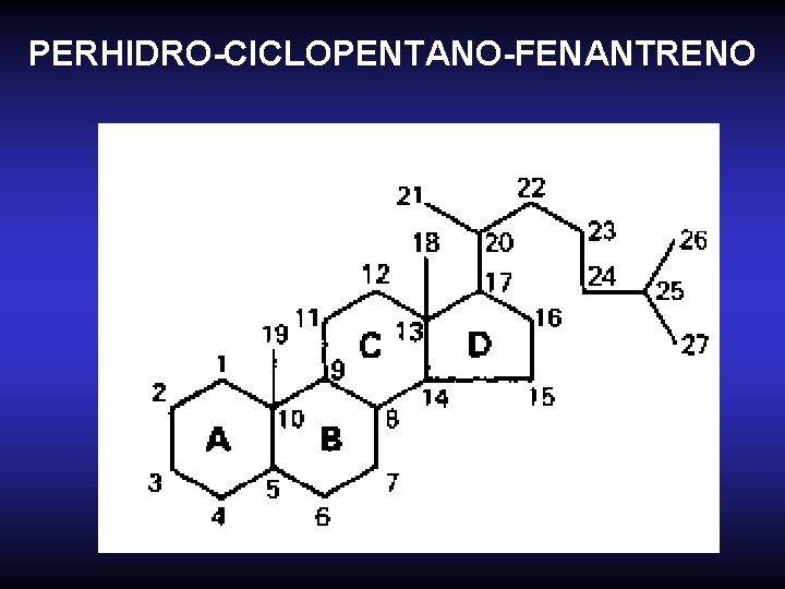 PERHIDRO-CICLOPENTANO-FENANTRENO 