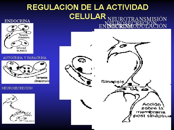 REGULACION DE LA ACTIVIDAD CELULAR NEUROTRANSMISIÓN ENDOCRINA NEUROSECRECIÓN NEUROMODULACIÓN ENDOCRINA AUTOCRINA Y PARACRINA NEUROSECRECIÓN