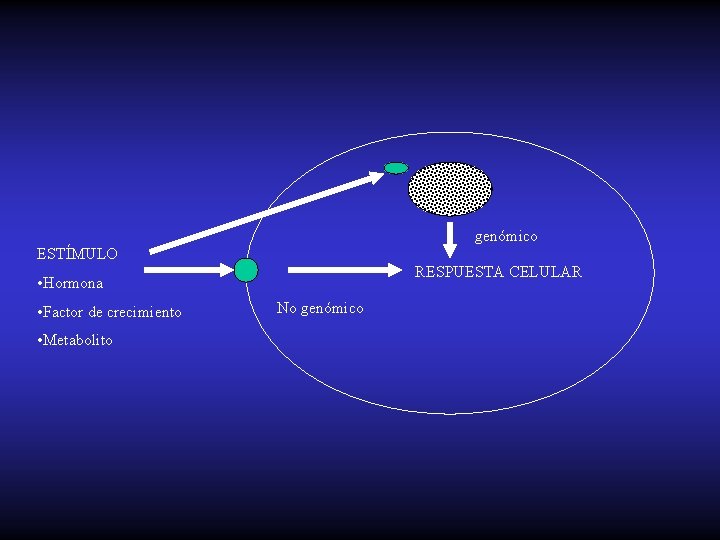 genómico ESTÍMULO RESPUESTA CELULAR • Hormona • Factor de crecimiento • Metabolito No genómico