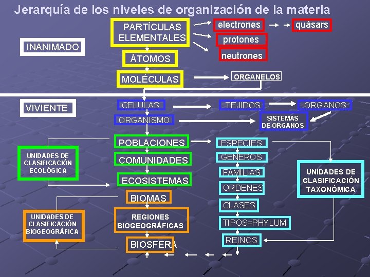 Jerarquía de los niveles de organización de la materia INANIMADO PARTÍCULAS ELEMENTALES ÁTOMOS MOLÉCULAS