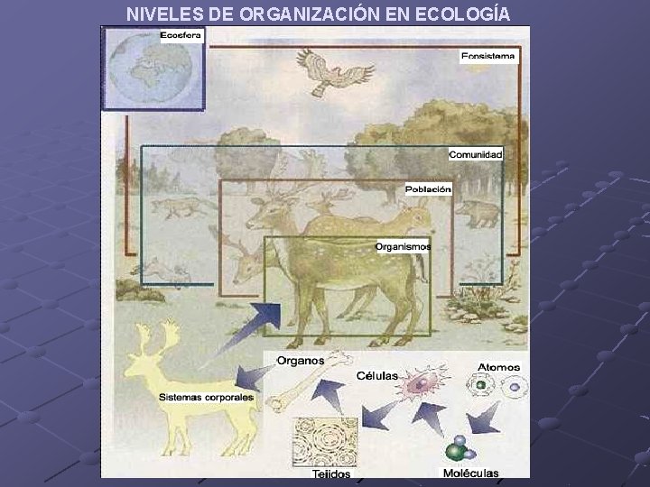 NIVELES DE ORGANIZACIÓN EN ECOLOGÍA 
