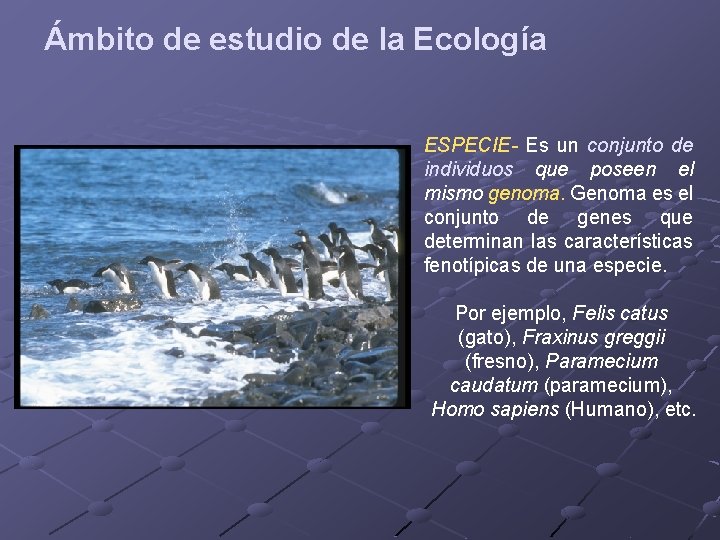 Ámbito de estudio de la Ecología ESPECIE- Es un conjunto de individuos que poseen