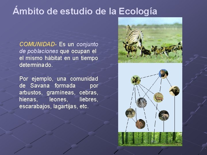 Ámbito de estudio de la Ecología COMUNIDAD- Es un conjunto de poblaciones que ocupan