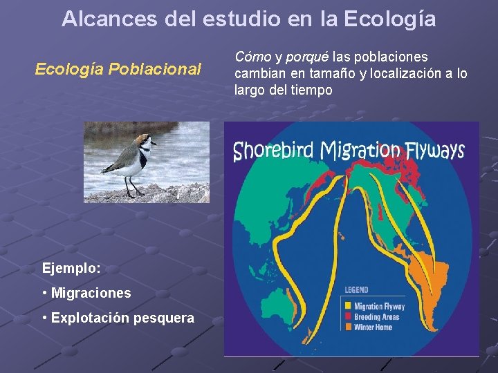 Alcances del estudio en la Ecología Poblacional Ejemplo: • Migraciones • Explotación pesquera Cómo