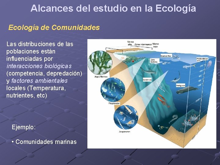 Alcances del estudio en la Ecología de Comunidades Las distribuciones de las poblaciones están