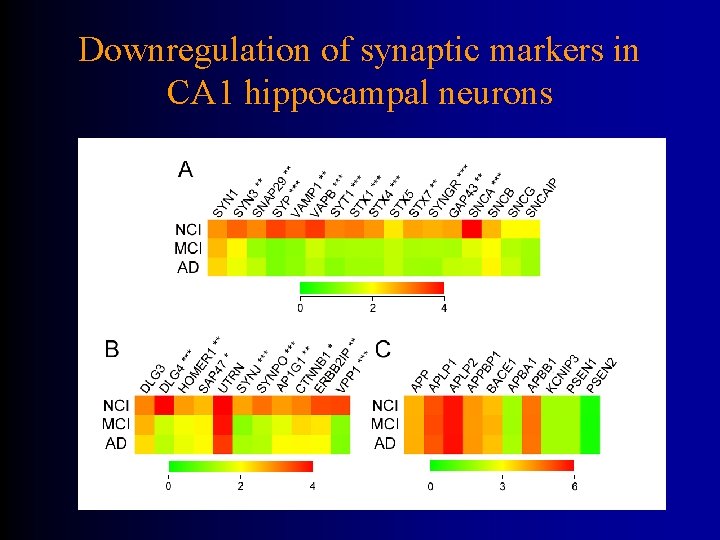 Downregulation of synaptic markers in CA 1 hippocampal neurons 