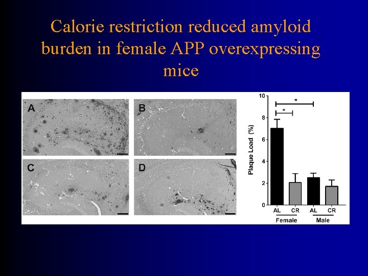 Calorie restriction reduced amyloid burden in female APP overexpressing mice 