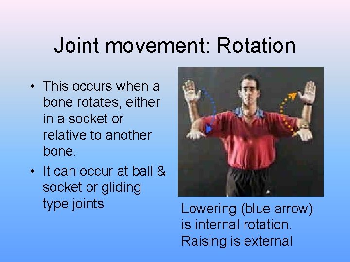 Joint movement: Rotation • This occurs when a bone rotates, either in a socket