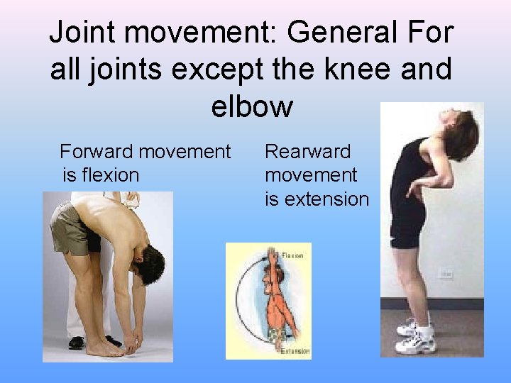 Joint movement: General For all joints except the knee and elbow Forward movement Rearward