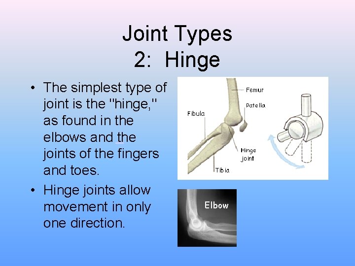 Joint Types 2: Hinge • The simplest type of joint is the "hinge, "
