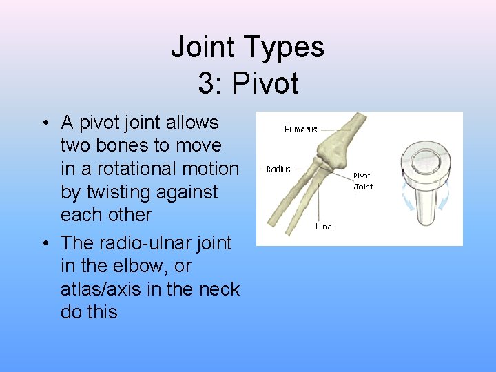 Joint Types 3: Pivot • A pivot joint allows two bones to move in