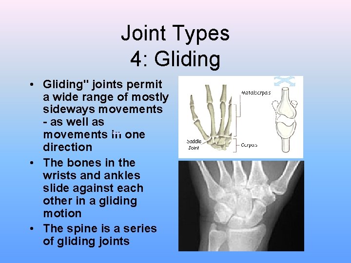 Joint Types 4: Gliding • Gliding" joints permit a wide range of mostly sideways