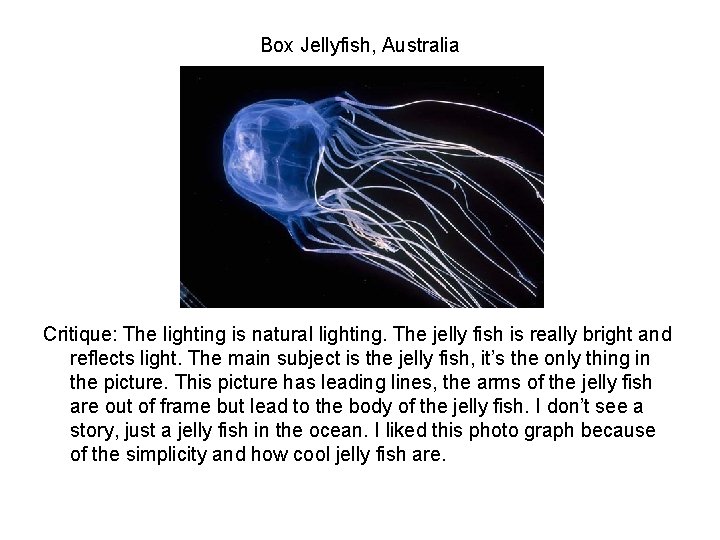 Box Jellyfish, Australia Critique: The lighting is natural lighting. The jelly fish is really