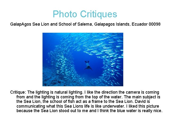 Photo Critiques Galap. Agos Sea Lion and School of Salema, Galapagos Islands, Ecuador 00098 Photo Critiques Galap. Agos Sea Lion and School of Salema, Galapagos Islands, Ecuador 00098