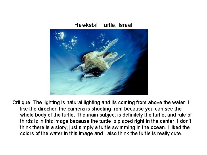 Hawksbill Turtle, Israel Critique: The lighting is natural lighting and its coming from above