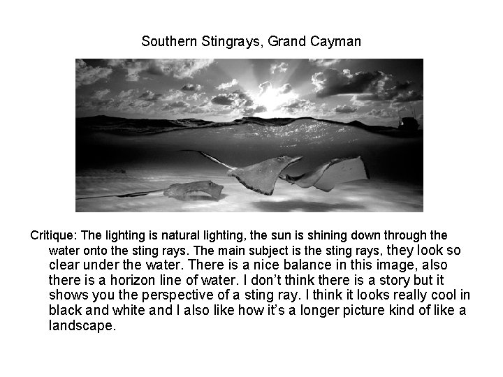 Southern Stingrays, Grand Cayman Critique: The lighting is natural lighting, the sun is shining Southern Stingrays, Grand Cayman Critique: The lighting is natural lighting, the sun is shining