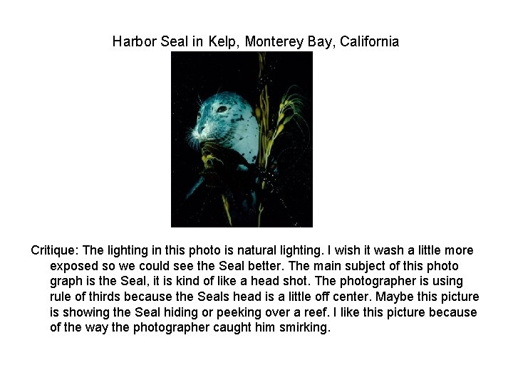 Harbor Seal in Kelp, Monterey Bay, California Critique: The lighting in this photo is