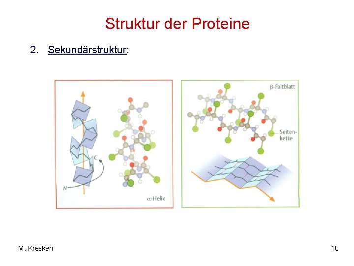 Struktur der Proteine 2. Sekundärstruktur: M. Kresken 10 