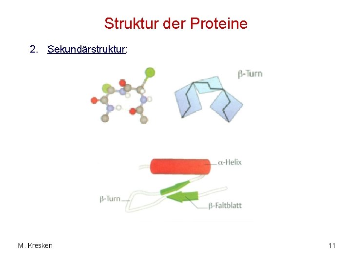 Struktur der Proteine 2. Sekundärstruktur: M. Kresken 11 