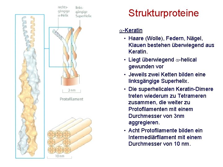 Strukturproteine -Keratin • Haare (Wolle), Federn, Nägel, Klauen bestehen überwiegend aus Keratin. • Liegt