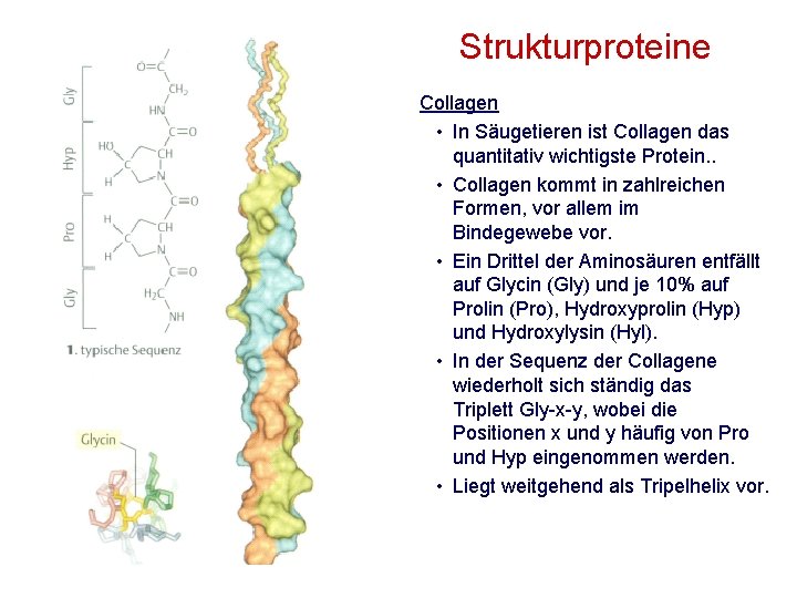 Strukturproteine Collagen • In Säugetieren ist Collagen das quantitativ wichtigste Protein. . • Collagen