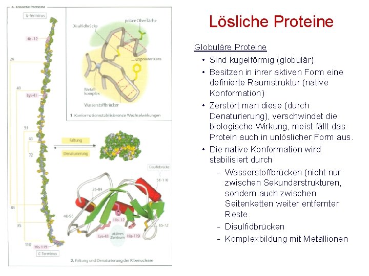 Lösliche Proteine Globuläre Proteine • Sind kugelförmig (globulär) • Besitzen in ihrer aktiven Form