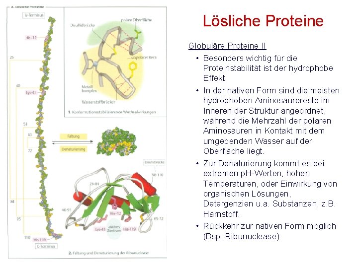Lösliche Proteine Globuläre Proteine II • Besonders wichtig für die Proteinstabilität ist der hydrophobe