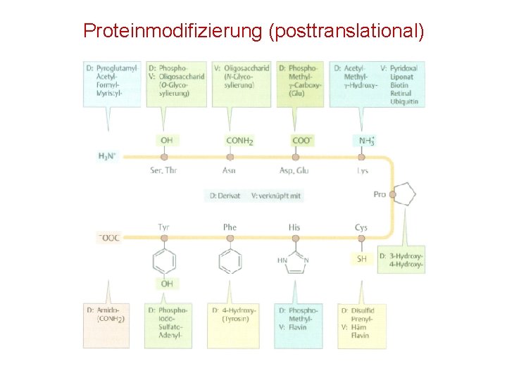 Proteinmodifizierung (posttranslational) 